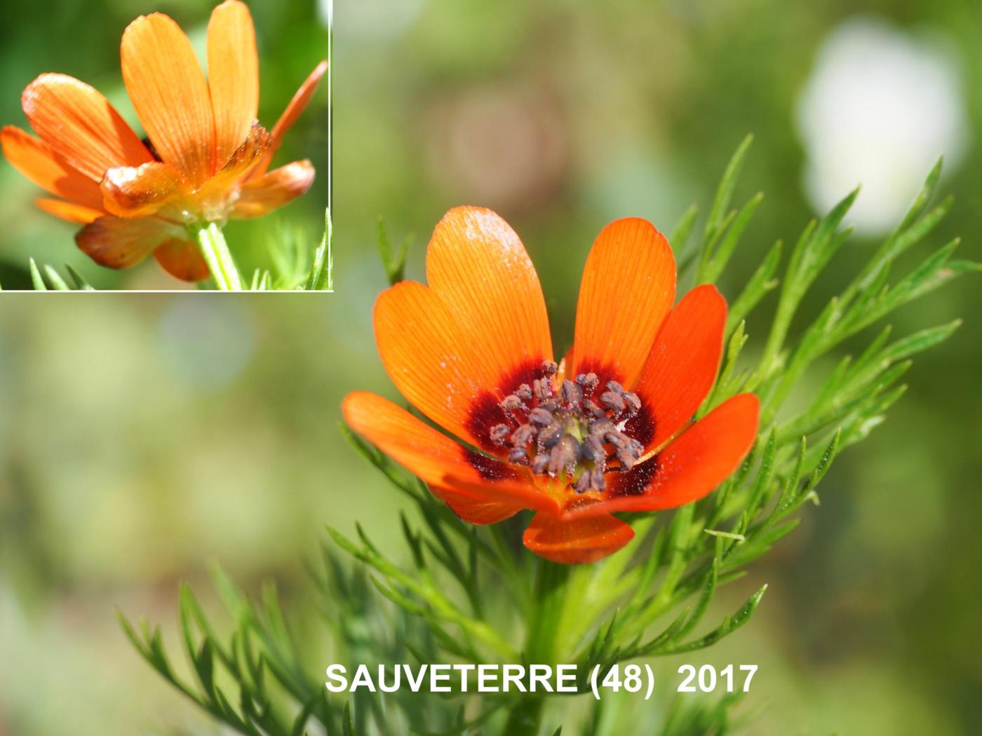 Pheasant's Eye flower